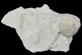 Fossil Crinoid Calyx - Indiana #110792-1
